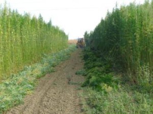 Coltivazione della canapa